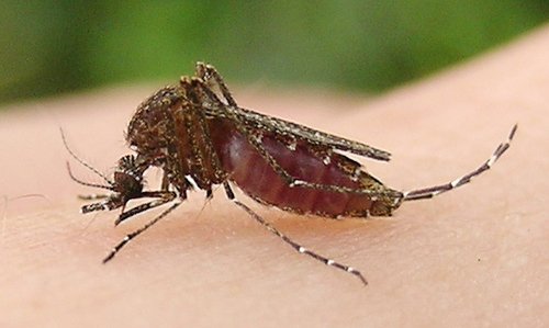 
Muỗi Culex chính là thủ phạm lây truyền virus viêm não Nhật Bản cho người
