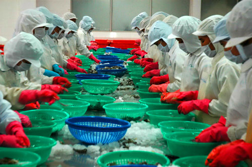 
Xuất khẩu tôm đối mặt nhiều quy định nghiêm ngặt về an toàn dịch bệnh Ảnh: Ngọc Trinh
