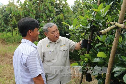 Phó Giáo sư, Tiến sĩ Nguyễn Minh Châu, nguyên Viện trưởng Viện Cây ăn quả miền Nam (phải) trao đổi về kỹ thuật ghép mít giống cho hộ dân tại ấp 4, Câm Sơn, Cai Lậy, Tiền Giang. Ảnh: Minh Trí/TTXVN