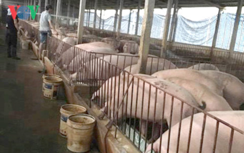 
Nhiều hộ gia đình nuôi lợn ở xã Ngọc Lũ, Bình Lục, Hà Nam lâm vào cảnh trắng tay khi giá lợn xuyên thủng đáy thời gian qua (Ảnh minh họa)
