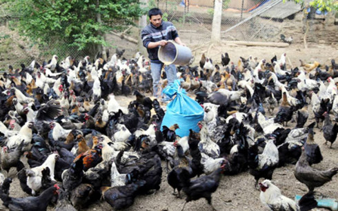 Trang trại gà của gia đình chị Lan Anh ở thôn Nậm Châu, xã Tà Chải, huyện Bắc Hà. (Ảnh:bacha.laocai.gov.vn)