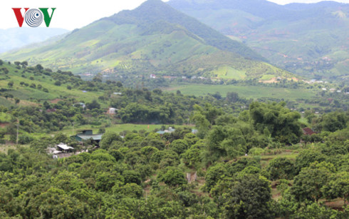 
Huyện Sông Mã, tỉnh Sơn La có gần 32.000 hộ trồng nhãn với diện tích gần 5.500 ha
