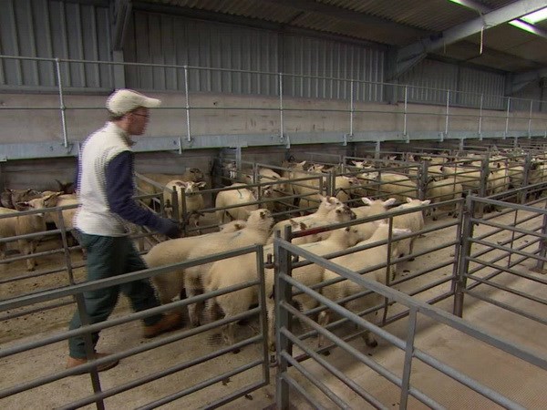 Chăn nuôi gia cầm có thể sẽ gia tăng nhanh chóng về quy mô trước những tác động về Brexit. (Nguồn: CNN Money)