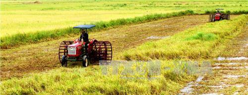 
Đưa cơ giới thu hoạch lúa sản xuất theo mô hình cánh đồng mẫu lớn tại huyện Hồng Dân, Bạc Liêu. Ảnh: Huỳnh Sử/TTXVN
