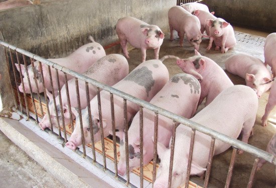  Giá thịt lợn hơi xuất chuồng trong thời gian vừa giảm kỷ lục 