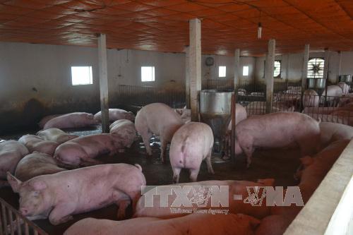 
Giá lợn ở Đồng Nai quay đầu giảm do nguồn cung dư thừa. Ảnh: Thu Hoài/TTXVN
