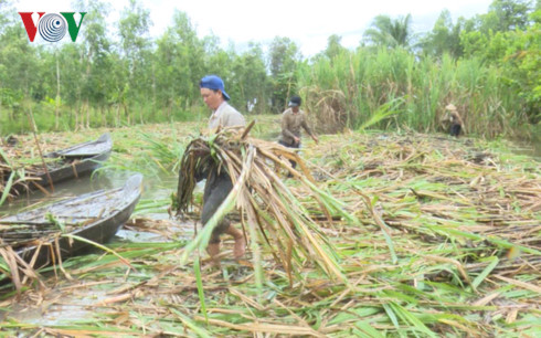 Thu hoạch mía ở Hậu Giang