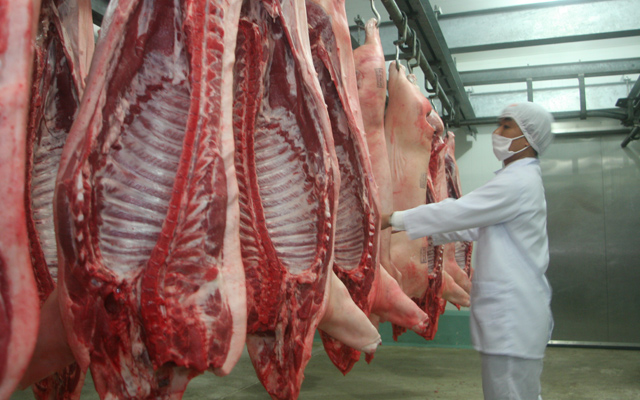 
Sản xuất được 4 triệu tấn thịt lợn hơi mỗi năm nhưng lượng thịt xuất khẩu vẫn còn rất hạn chế
