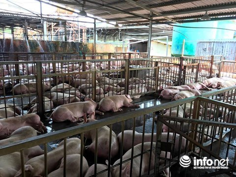 
Giá heo hơi tại Đồng Nai đang xuống thấp khiến nhiều hộ chăn nuôi lo lắng.
