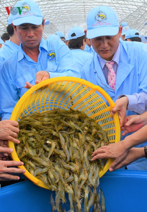 
Hiện Việt Nam đã ứng dụng nhiều công nghệ cao trong phát triển nuôi tôm.
