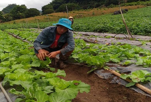  Giàng A Dạy và vườn rau sạch áp dụng công nghệ tưới nhỏ giọt (Ảnh: KT) 