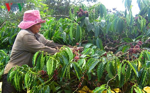 
Nông dân Gia Lai đang vào vụ thu hoạch cà phê.
