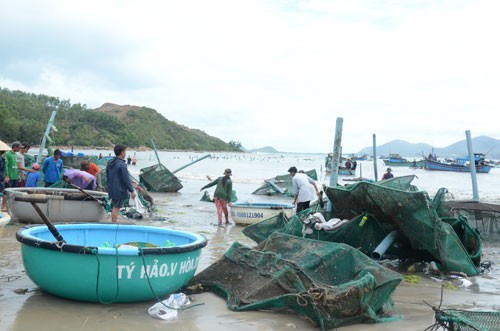 Người dân nuôi tôm hùm ở xã Xuân Thịnh, thị xã Sông Cầu, tỉnh Phú Yên bị thiệt hại nặng sau bão số 12