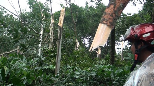 
Vườn cao su của ông Nay BLôi, xã EaBar, huyện Sông Hinh, tỉnh Phú Yên gãy đổ gần như toàn bộ trong cơn bão số 12
