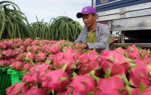 Theo các thương lái, đầu ra của thanh long Việt Nam tùy thuộc chủ yếu vào sức tiêu thụ của thị trường Trung Quốc.