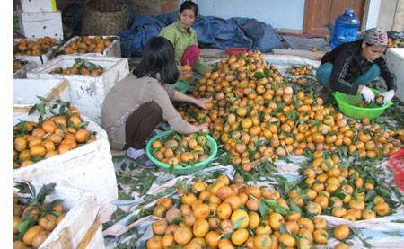 Quýt Bắc Kạn rớt giá gây thất thu cho nông dân.