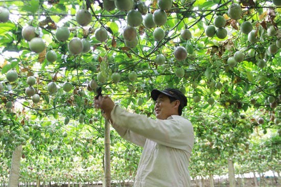 
Trồng chanh leo tại Mộc Châu (Sơn La)
