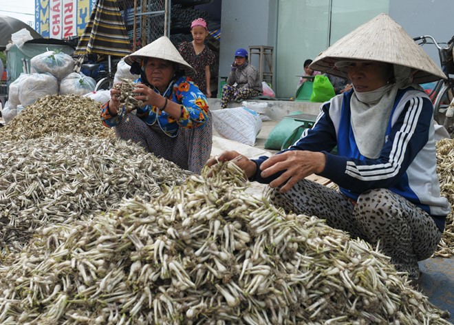 Củ kiệu Tết được bày bán ở chợ Phù Mỹ. Ảnh: Minh Hoàng.