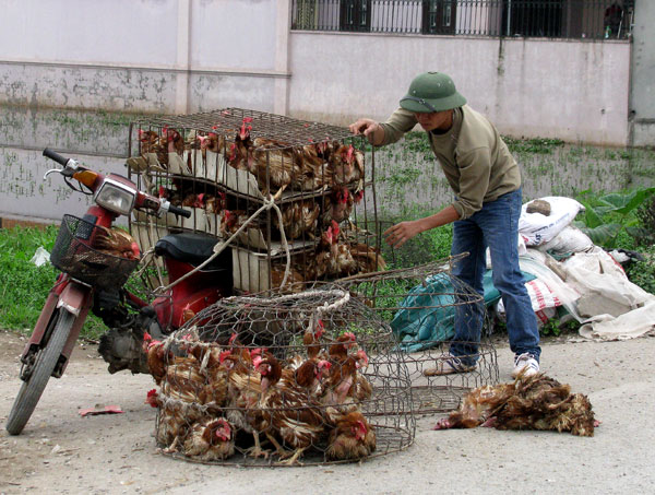
Gà thải loại Trung Quốc vẫn được nhập về Việt Nam với số lượng cả trăm ngàn tấn mỗi năm
