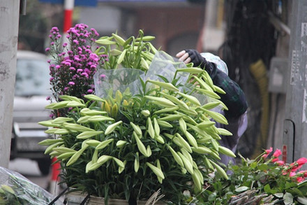 
Giá hoa loa kèn năm nay cũng không chênh nhiều so với hằng năm. Giá bán lẻ ờ ngoài dao động từ 30.000 đến 40.000 đồng/bó 10 bông.
