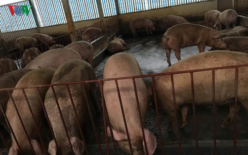 Giá lợn hơi xuống kịch sàn, chỉ 25.000 đồng/kg