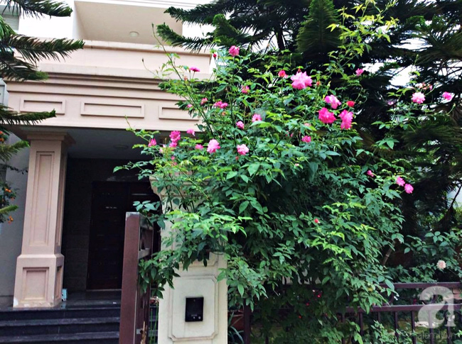 Vẻ đẹp duyên dáng của khóm hồng rực rỡ ngay cạnh cổng vào nhà.