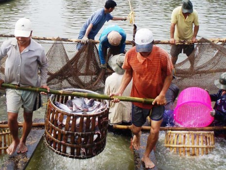 Sắp tới, dự kiến hàng ngàn quy hoạch sẽ bị loại bỏ, trong đó có cá tra. Ảnh: Gia Tuệ