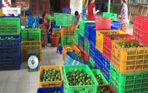 Một điểm thu mua chanh không hạt của Hợp tác xã Nông nghiệp Thạnh Phước.