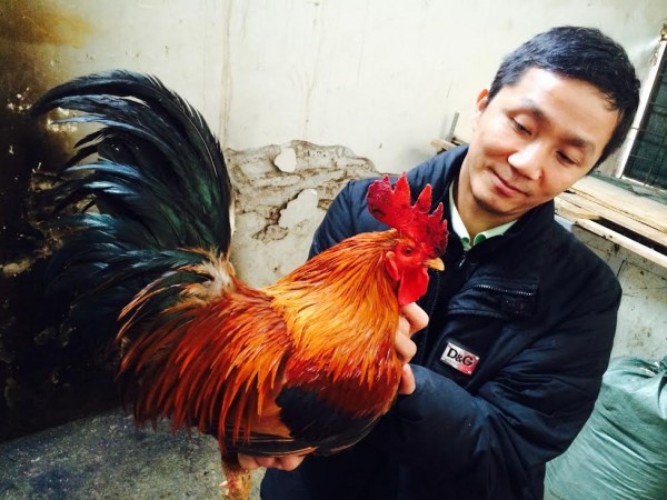 Mong muốn bảo tồn được giống gà quý của Việt Nam nên anh Hòa chấp nhận bỏ chức giám đốc về nuôi gà.