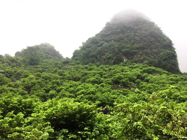 
Người dân xã Quang Lang trồng na trên núi đá.
