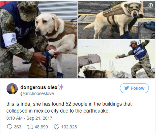 Bài đăng trên trang Twitter của tổng thống Enrique Pena Nieto với nội dung ngợi khen thành tích của cô chó Frida.
