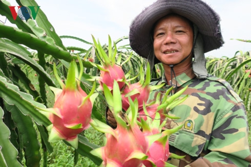 
Ông Nguyễn Thanh Nghị, nông dân huyện Hàm Thuận Nam phấn khởi vì bán 10 tấn thanh long với giá cao.
