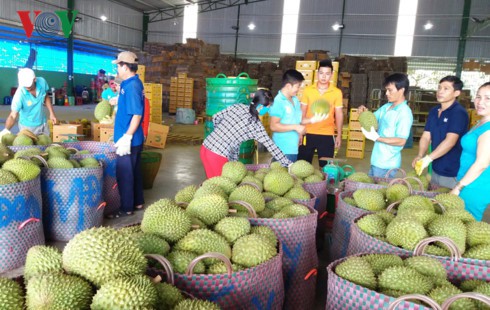  Công ty TNHH Rồng Hoa Thái tại xã Long Trung, huyện Cai Lậy, tỉnh Tiền Giang loại bỏ những trái sầu riêng thu hoạch non.