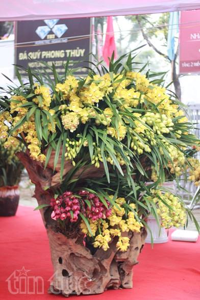 Nhiều loại cây cảnh, hoa lan, hoa đào Tây Bắc cũng được bày bán.