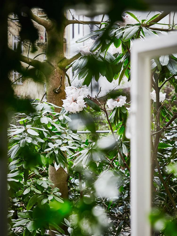 Góc thiên nhiên tuyệt đẹp ngoài vườn cây nhìn từ cửa sổ phòng khách.