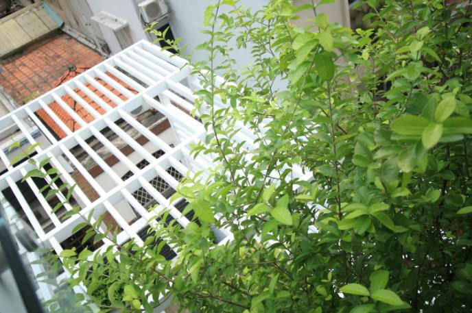  Cây xanh cũng được chủ nhà chú trọng trồng ở những khoảng trống đan xen phía mặt tiền. 