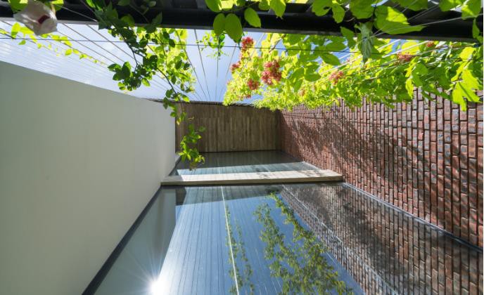 Cây dây leo vươn cao phía bên cạnh ngôi nhà.