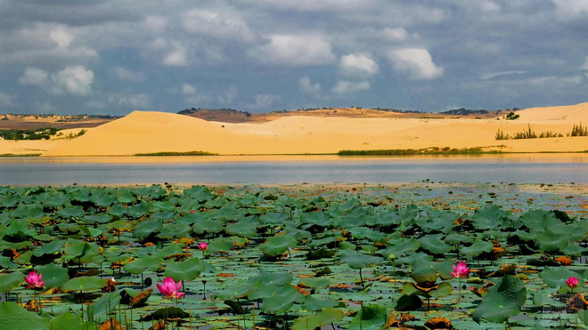 Mùa sen nở khiến nơi đây càng trở nên đẹp lung linh