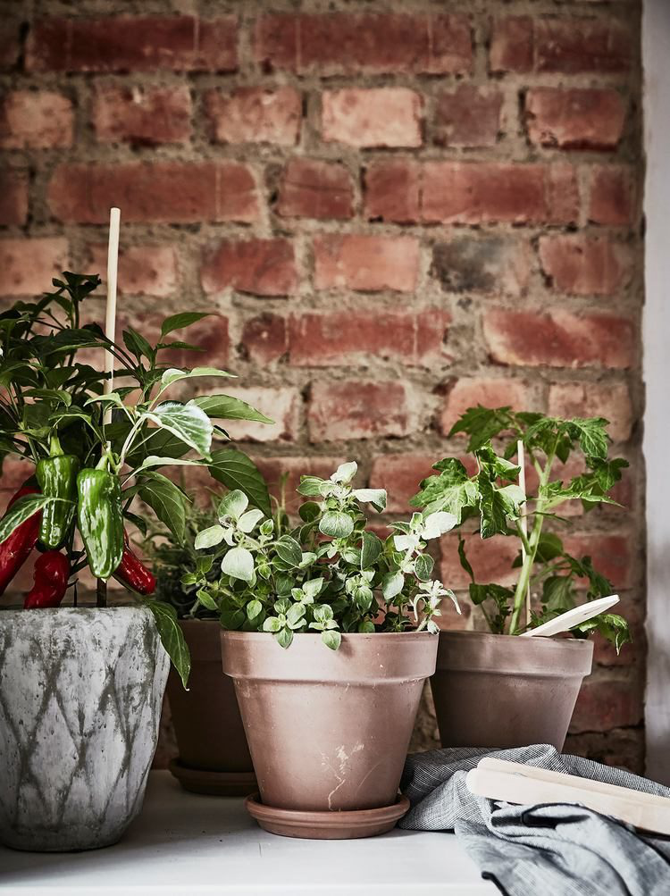 Những chậu cây xanh được trồng khắp mọi nơi mang màu xanh tươi mát cho góc nấu ăn.