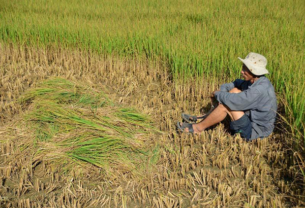 
Nước dưới sông mặn chát nên bơm vào ruộng lúa khô héo, chết dần ở huyện Long Phú, tỉnh Sóc Trăng. Ảnh: VietNamNet
