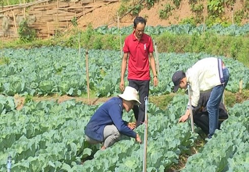  Nhiều người dân sinh sống quanh vùng đã đến tận trang trại của Giàng A Dạy để học tập mô hình trồng rau sạch có áp dụng công nghệ Israel. (Ảnh: KT) 