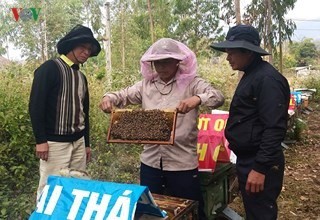 
Kiểm tra đàn ong được nuôi dưới tán cao su
