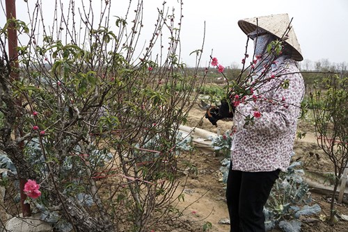 
Nhiều cây đào đã rụng gần hết hoa, nên người dân tranh thủ cắt những cành nhỏ sau đó bó lại.
