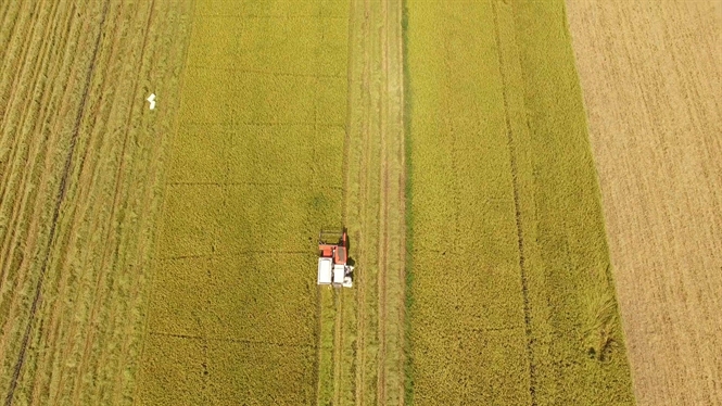 Cánh đồng mẫu lớn tại ĐBSCL