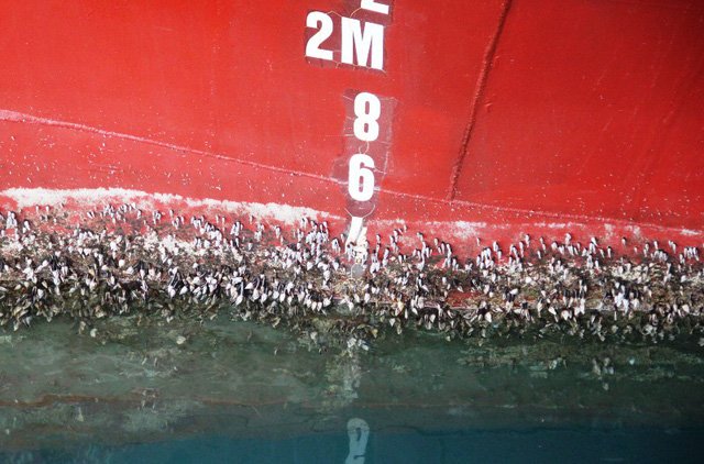 Tàu vỏ thép rỉ sét được các công ty đóng tàu cho biết nguyên do là nước biển quá mặn