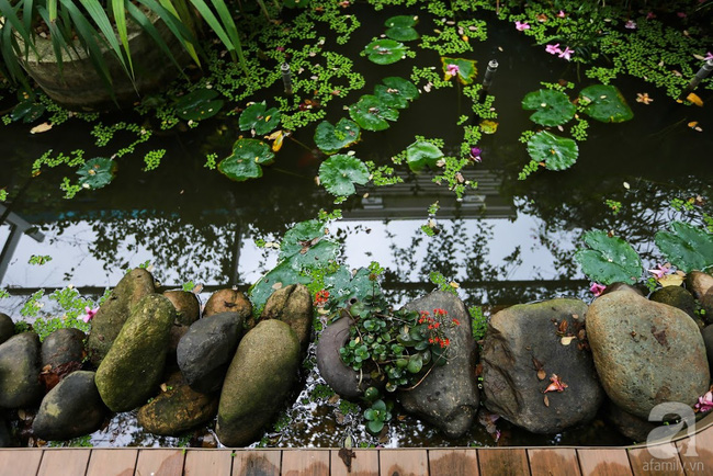 Dọc bên hông nhà là ao nhỏ dành cho việc trồng sen, súng.