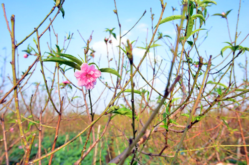  Một vườn đào Nhật Tân trổ hoa.