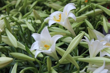 
Hoa loa kèn thường có màu xanh nhạt, nhưng khi nở rộ lại mang một màu trắng muốt, toả hương thơm nồng nàn.
