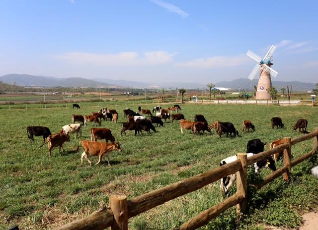 
Trang trại bò sữa tiêu chuẩn organic Châu Âu đầu tiên tại Việt Nam.
