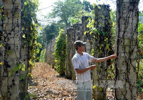 Vườn tiêu của anh Phan Văn Nhật ở thôn Hòa Sơn, xã Sông Hinh, có 100 gốc nhưng 85 gốc đã bị chết.